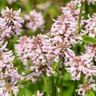 Czyściec 'Summer Sweets' (Stachys) - stachys_summer_sweets_75978_2_a[1].jpg